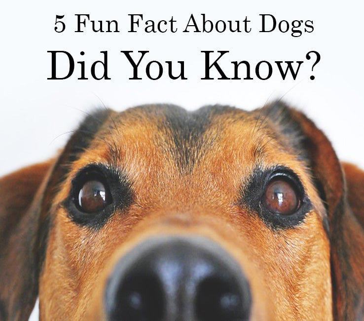 fun dog facts