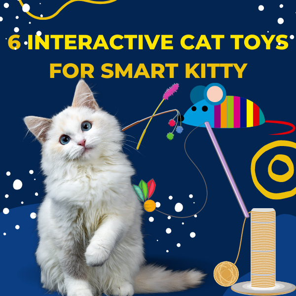 Best interactive cat toys to stimulate and entertain