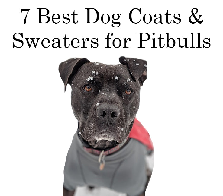 does my pitbull need a sweater?