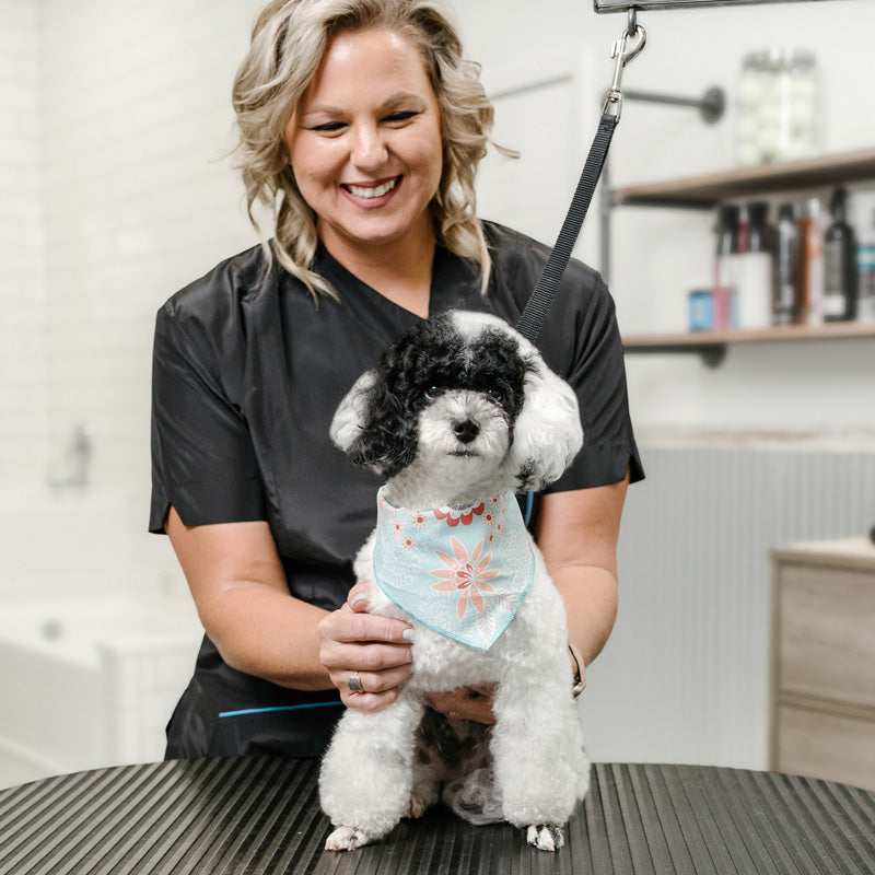 Understanding pet grooming and hygiene