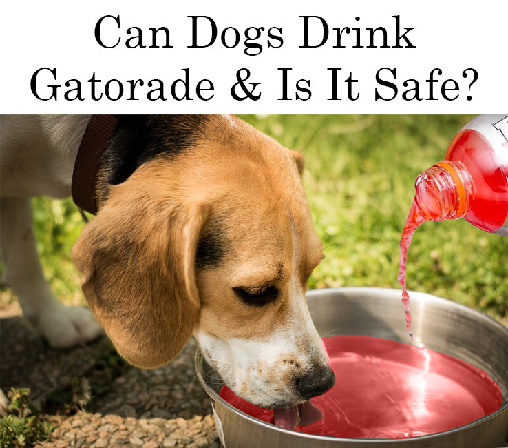 can my pitbull drink gatorade?