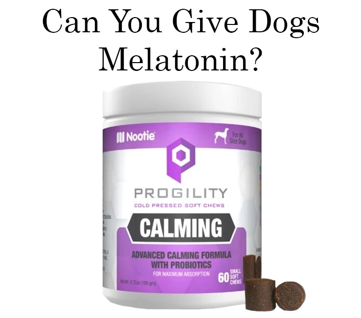 Giving 2024 dogs melatonin