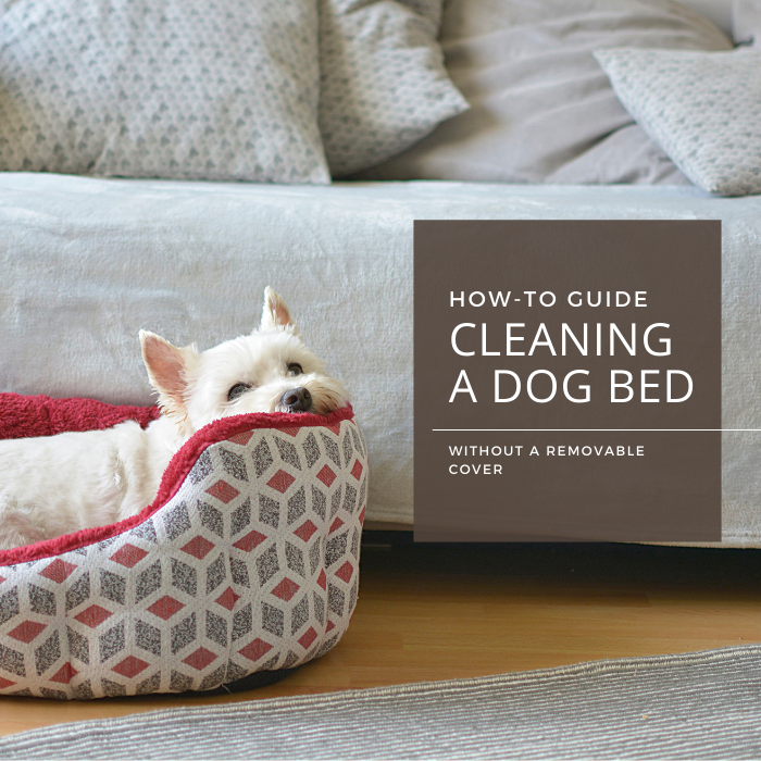 How to clean dog bed without washing machine best sale