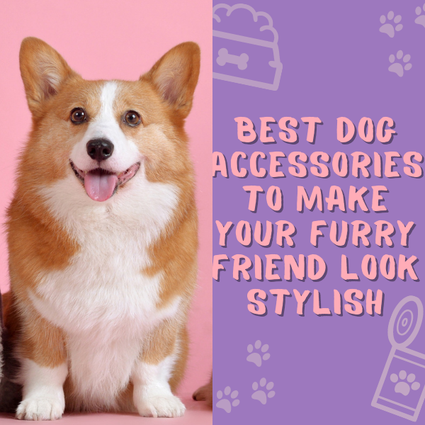 Designer Dog Accessories To Spoil Your Furry Friend