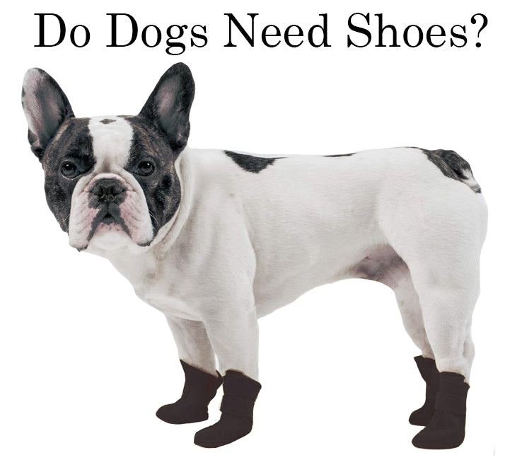 Does Your Dog Need Dog Shoes?  Dog Shoes for Summer & Winter