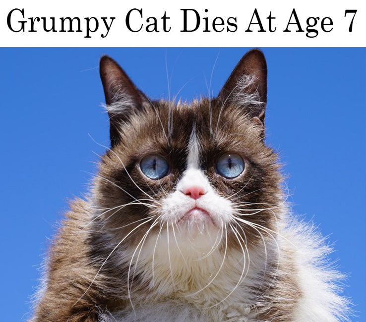 Grumpy cat dies