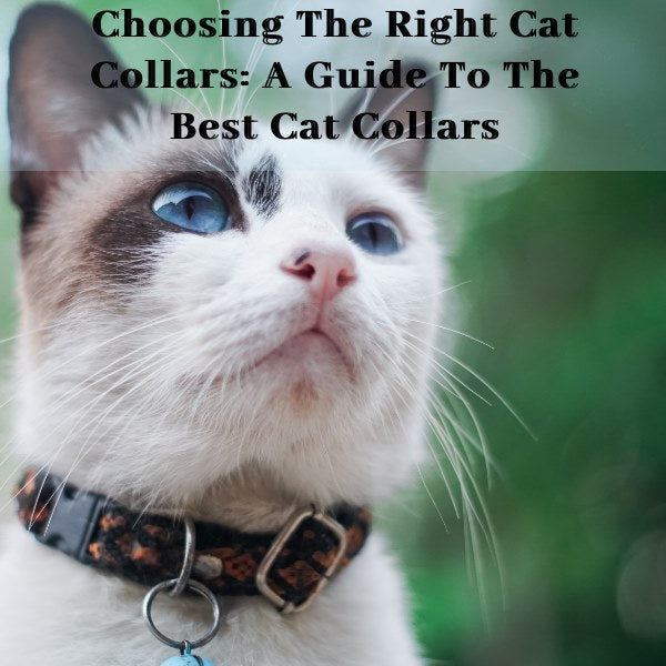 choosing the right cat collars: a guide to the best cat collars