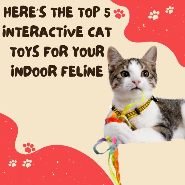 Here Are The Top 5 Interactive Cat Toys For Your Indoor Feline
