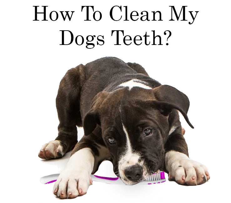 Cleaning my clearance dog's teeth