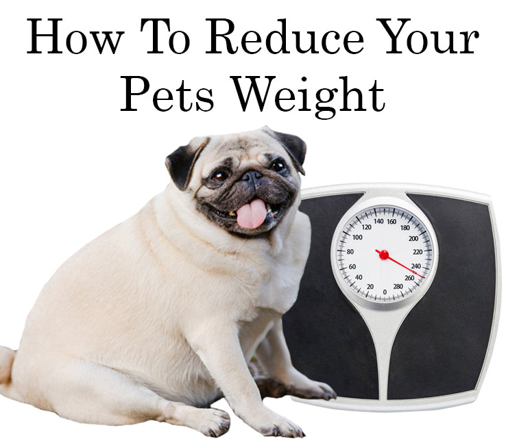 reduce dog weight