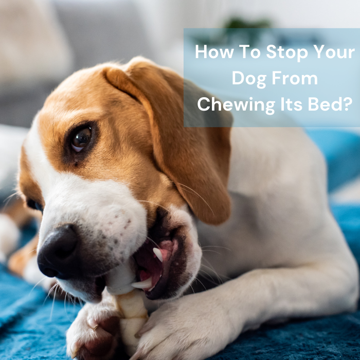 Stop puppy from chewing bed best sale
