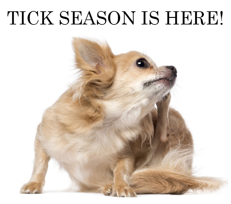 dog flea and tick
