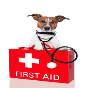 Understanding pet first aid and how to handle emergencies