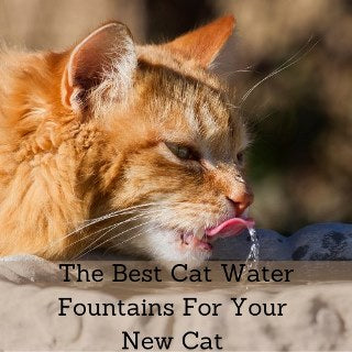 the best cat water fountains for your new cat