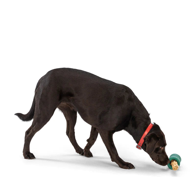 dog playing with toy 