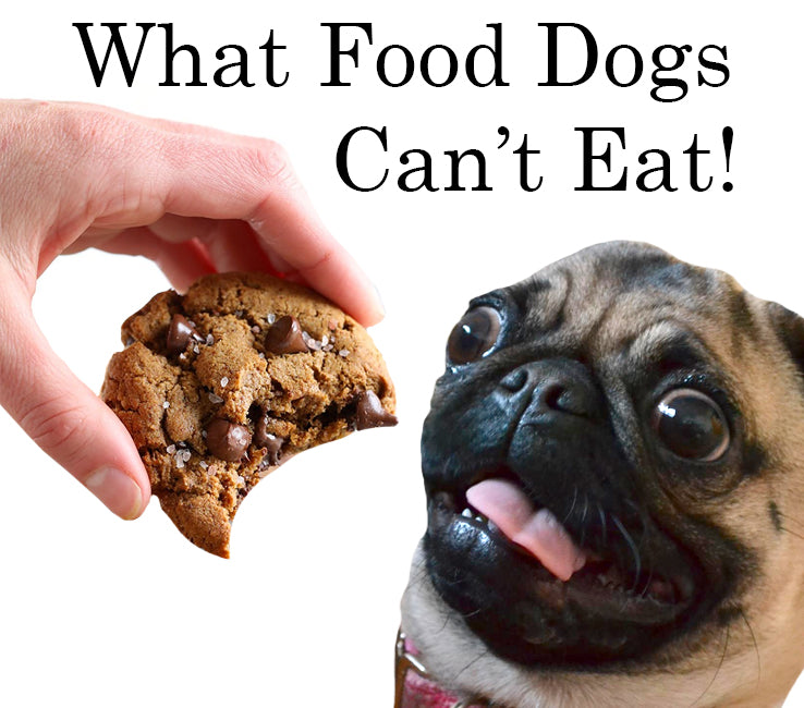 What are foods dogs cant outlet eat