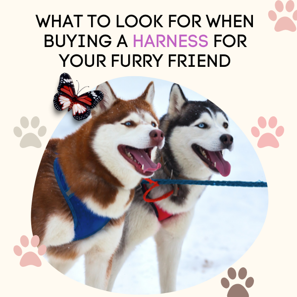 what to look for when buying a harness for your furry friend?