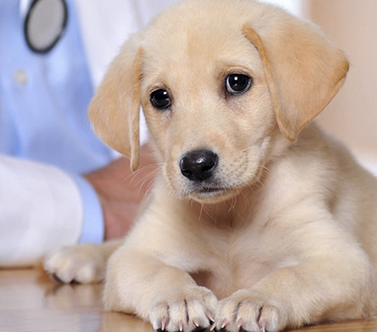 When to visit dog vet