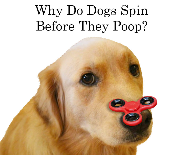 dogs spin before they poop