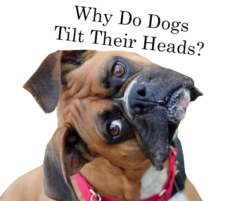 Head Tilt in Dogs