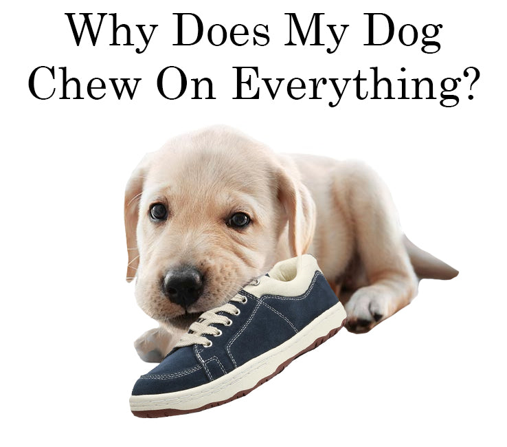 dog chewing shoes