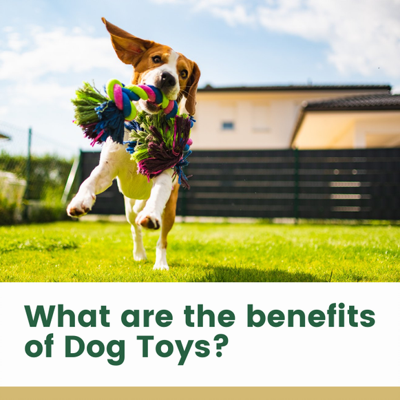 food toys Archives  Dog Dementia Help and Support