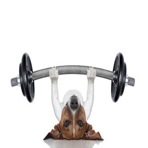The Importance of Regular Exercise for Your Pet and the Best Products to Use