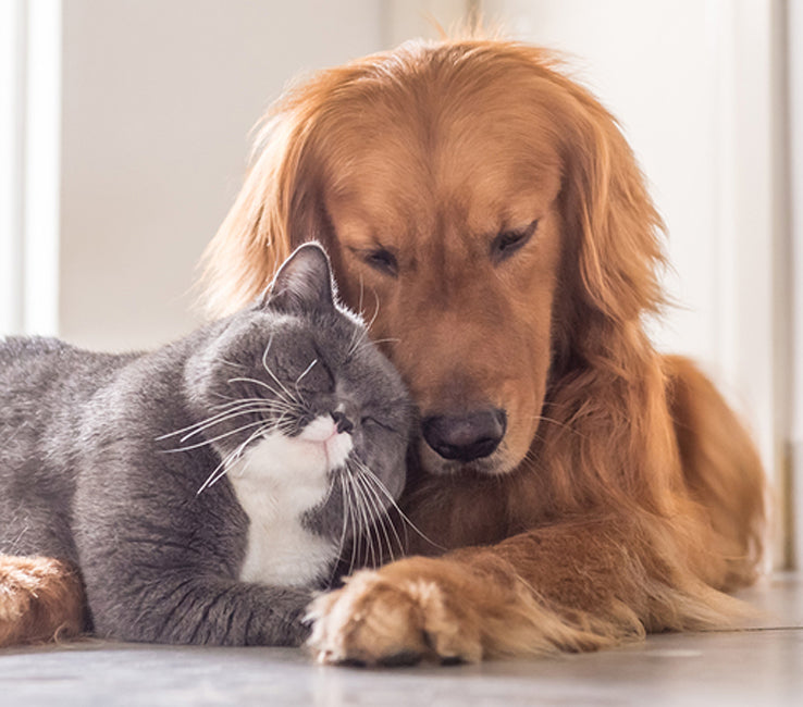 Cats and dogs living together