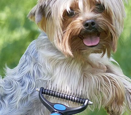 dog grooming techniques