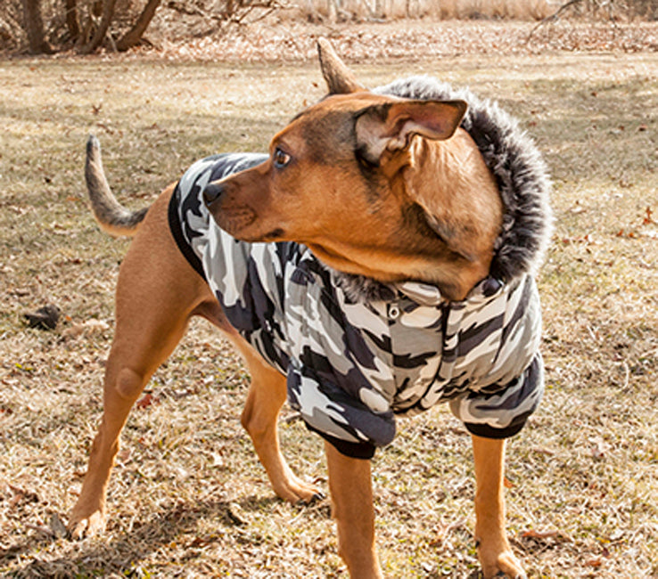 importance of dog coats