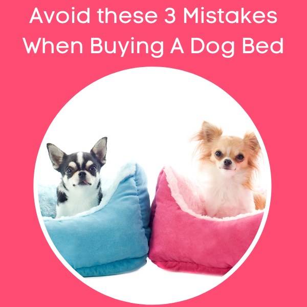avoid these 3 mistakes when buying a dog bed
