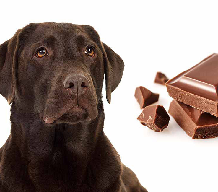 is dark chocolate ok for dogs