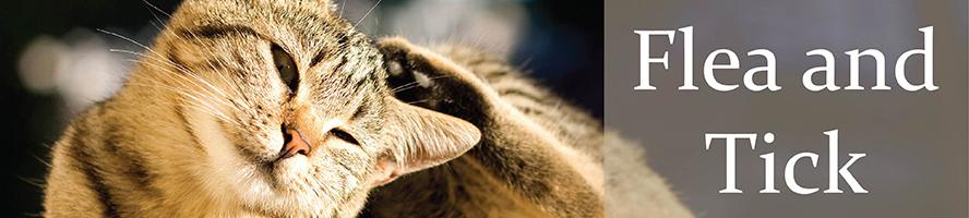 Cat Flea and Tick