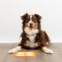 Pet Zone Boredom Busters Endulge Slow-Feeding Licking Mat - Orange