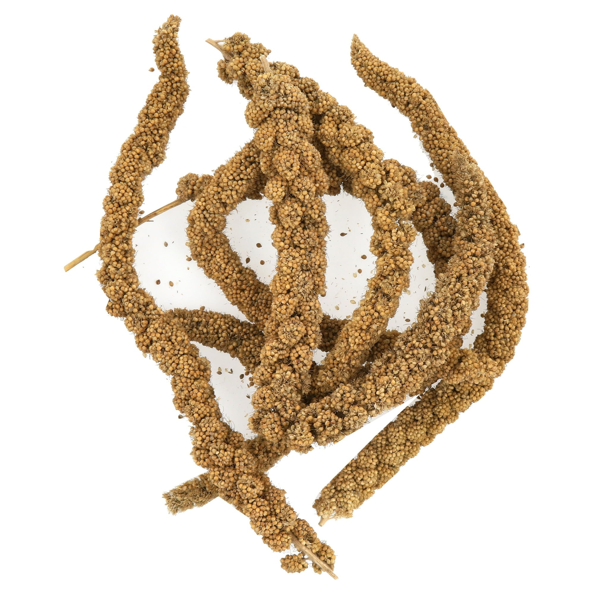 Hagen Hari Living World Millet Spray Bird Treats for Cockatiels Budgies Canaries and Finches