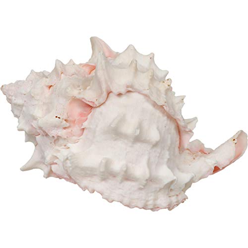 Zoo Med Laboratories Hermit Crab Growth Shell - Medium - 2 Pack  