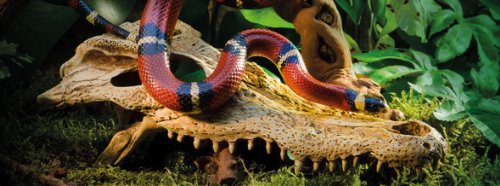 Exo Terra Crocodile Skull Terrarium Décor