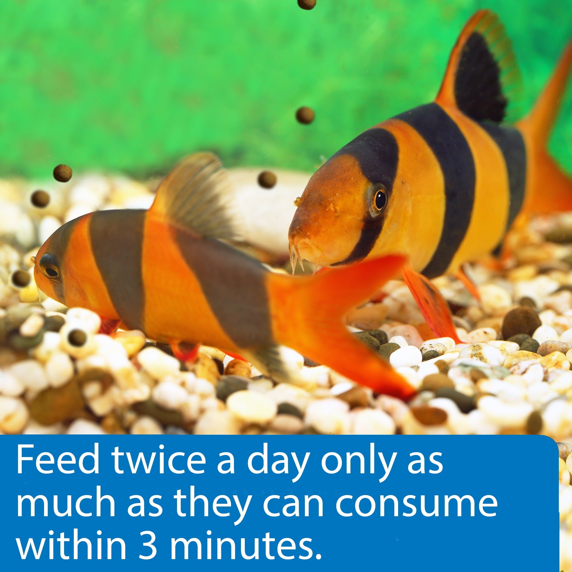 API Bottom Feeder Freeze-Dried Shrimp Pellets Fish Food with Squid