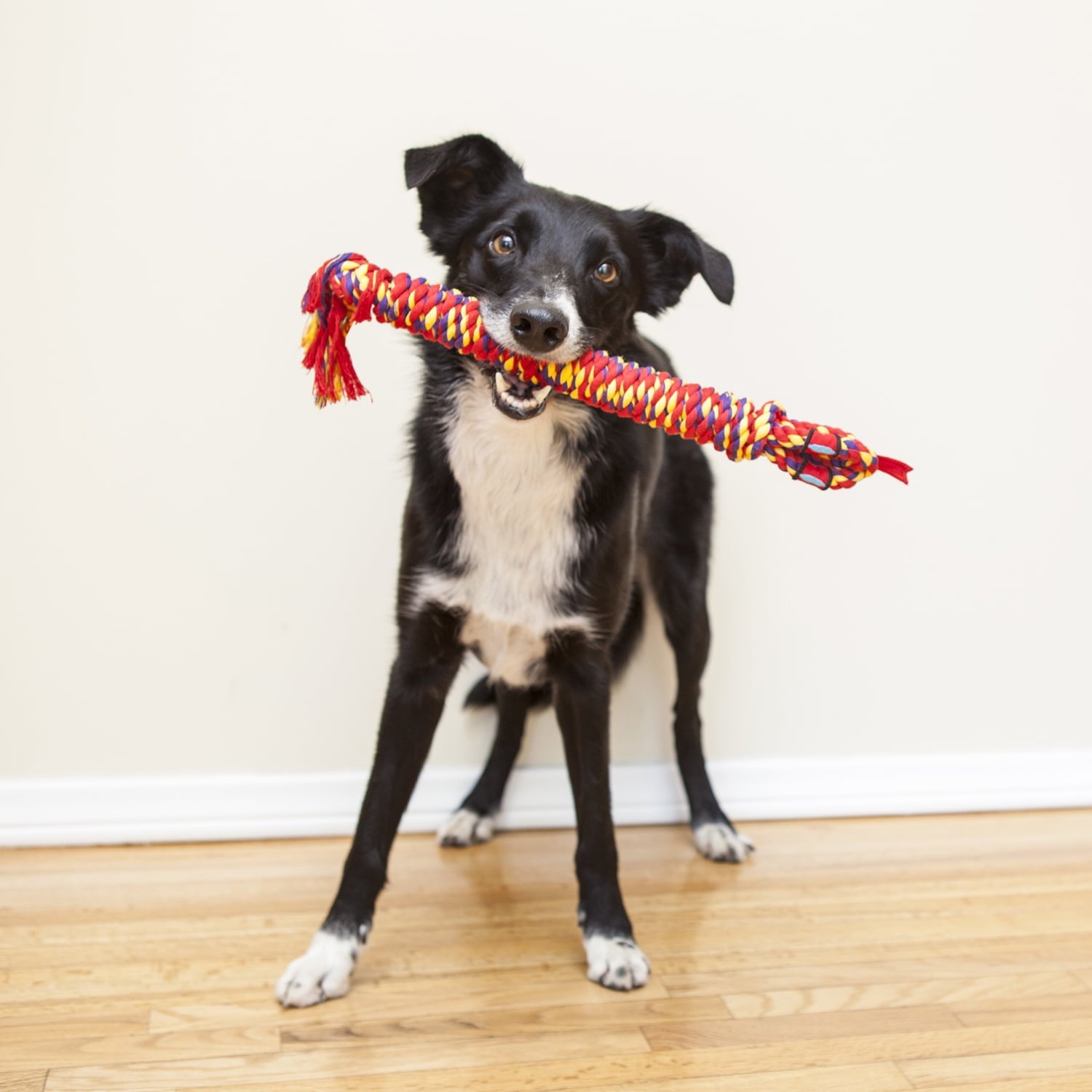 Mammoth Pet Products Flossy Snakebiter Shorty Rope and Tug Dog Toy - Multi-Color - Medium - 18 Inch