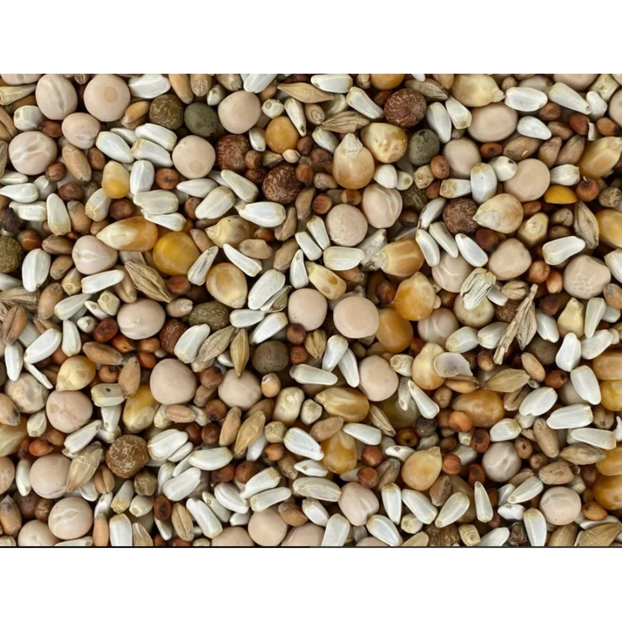 Versele-Laga Classic Pigeon Blend with Corn Wild Bird Food - 50 Lbs