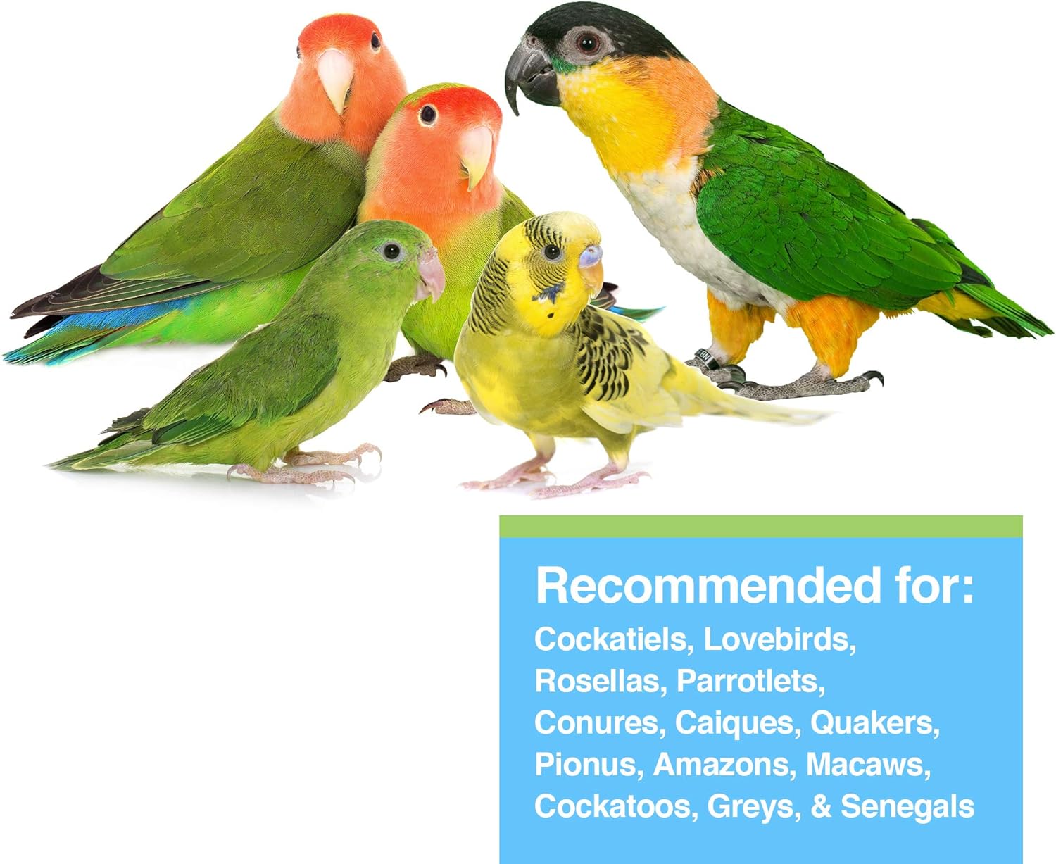 Hagen Hari Tropican Lifetime Formula Peanuts and Sunflower 2MM Granules Maintenance Cockatiel Parrot Bird Food