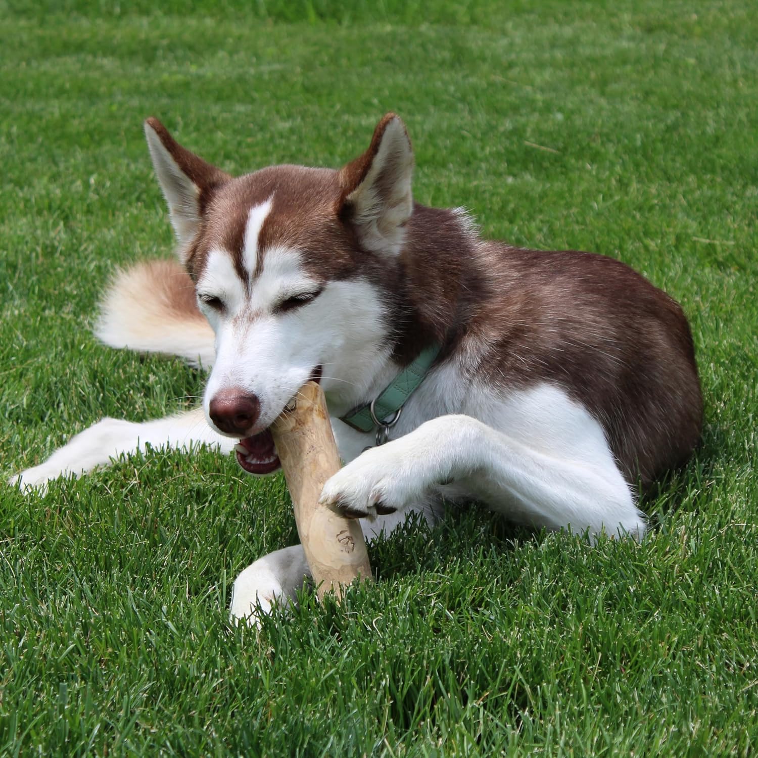 Ethical SPOT Love The Earth 100% Natural Coffee Wood Chew Dog Toy