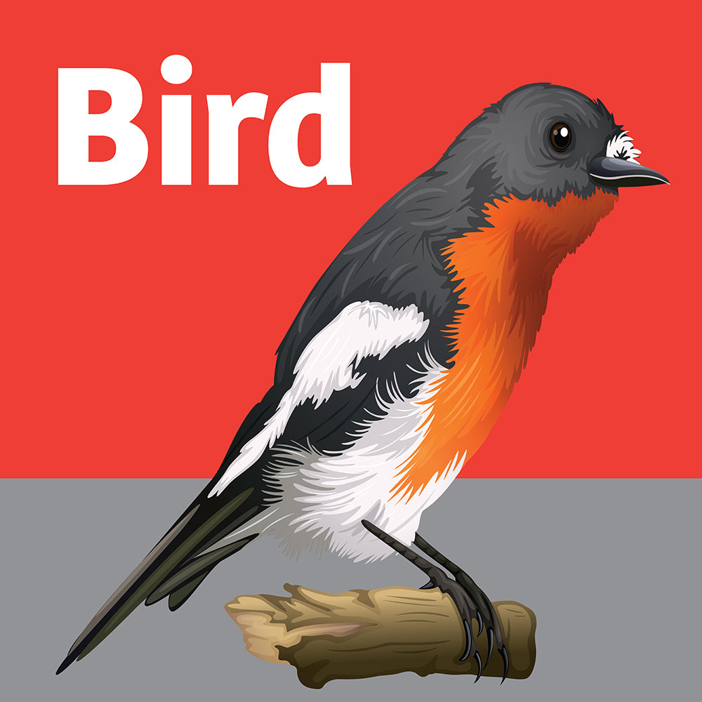 Bird Toys and Perches