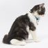 Touchcat ® Floral Patterned Designer Cat Collar with Bow - Blue - Large