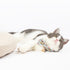 Touchcat ® Floral Patterned Designer Cat Collar with Bow - Blue - Large