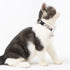 Touchcat ® Floral Patterned Designer Cat Collar with Bow - Blue - Large