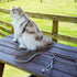 Touchcat ® Tropical Patterned Fashion Cat Harness and Leash