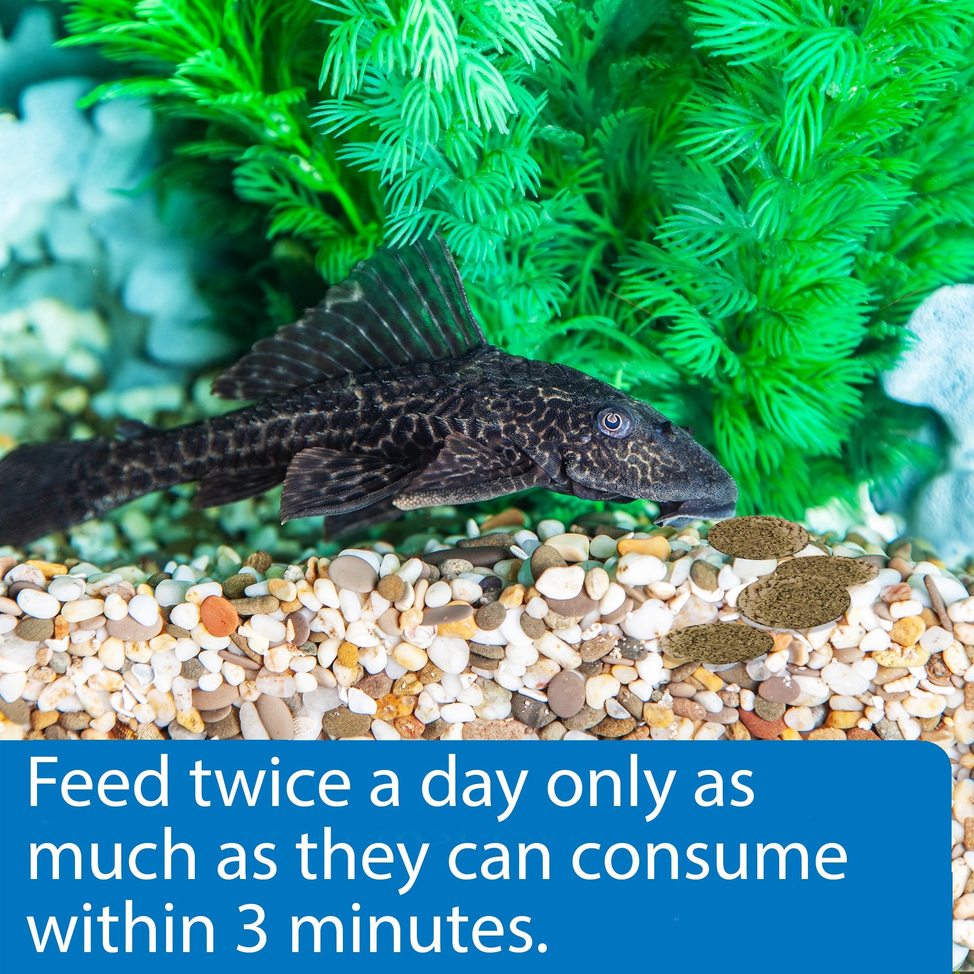 API Algae Eater Wafers Algea Saltwater and Freshwater Fish Food