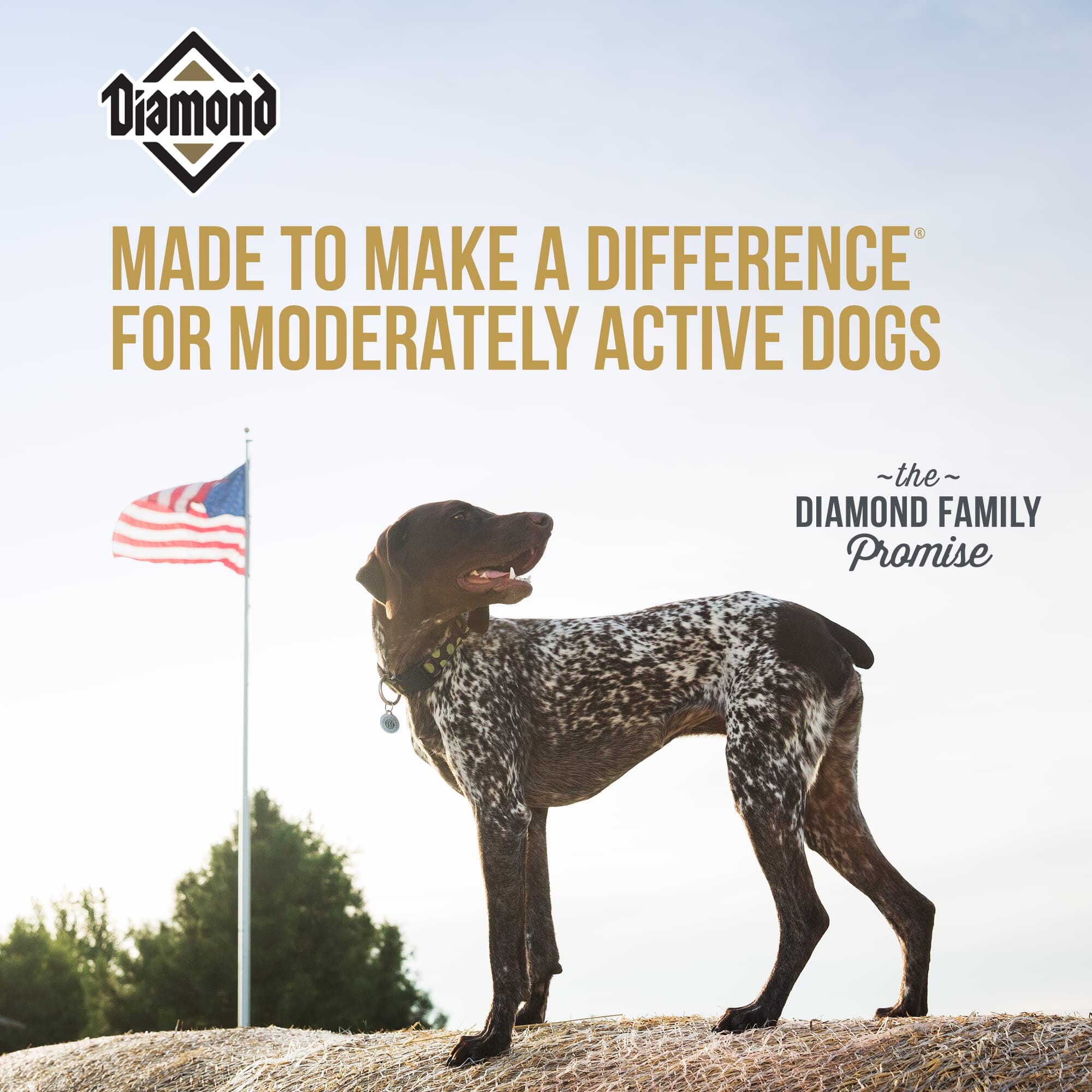 Diamond Maintenance Adult Dry Dog Food - 20 Lbs