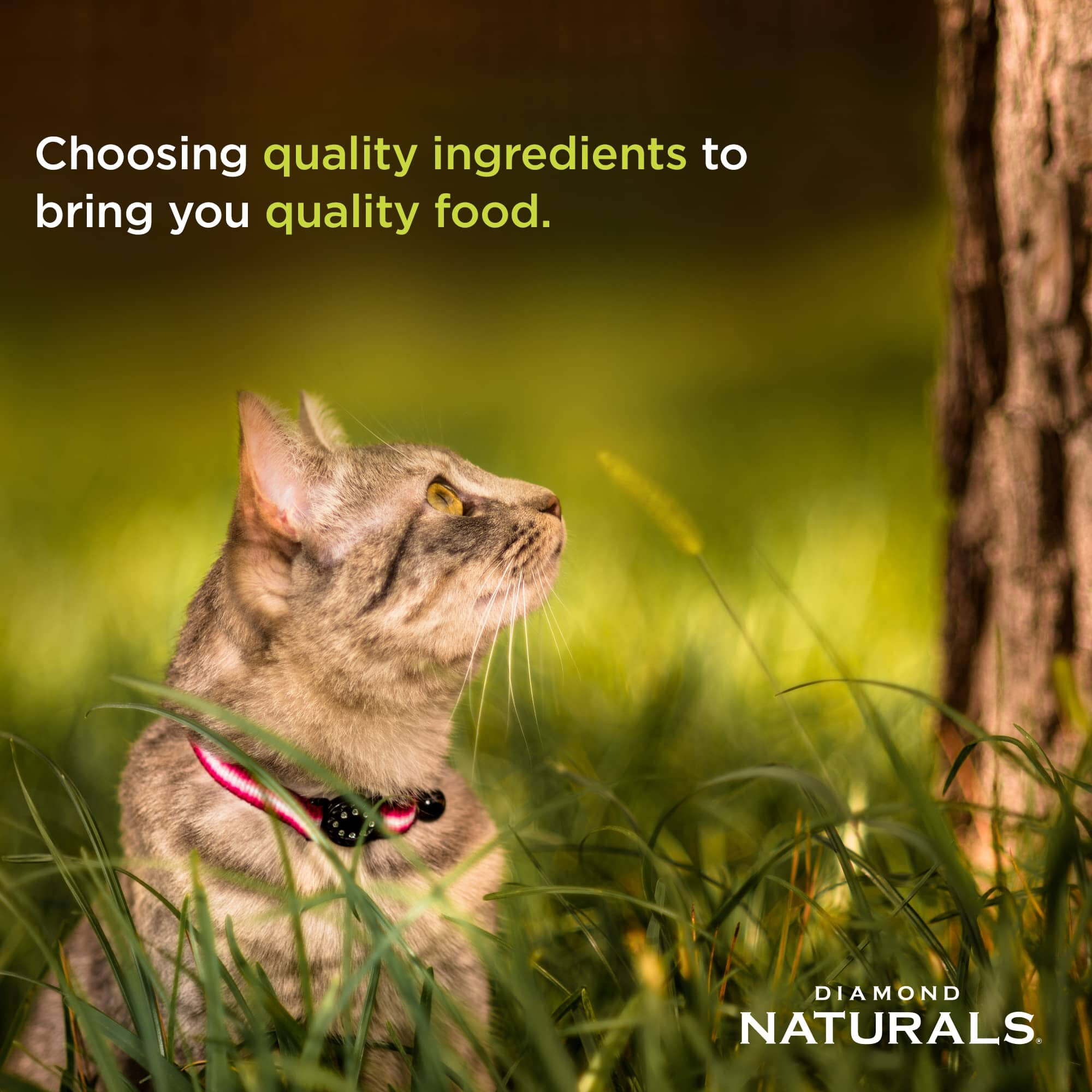 Diamond Naturals Adults Active Cat Cage-Free Chicken with Antioxidants and Superfoods Dry Cat Food